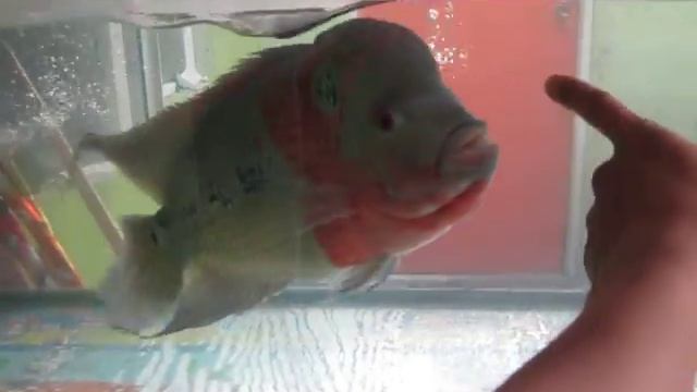 15 inch biggest brave FLOWERHORN смотреть онлайн