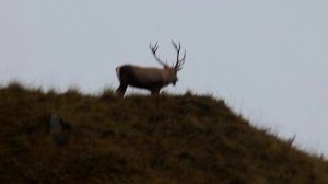 Учет оленя Сергиев Гай 2013г.