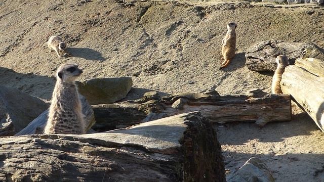 African safari in ZOO Kosice, Slovakia - short clip смотреть онлайн