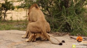 Female Lion Mating With Three Male Lions Turn By Turn | Amazing Sexual Relationship Spotted