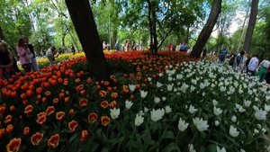 Фестиваль тюльпанов на Елагином острове 2024