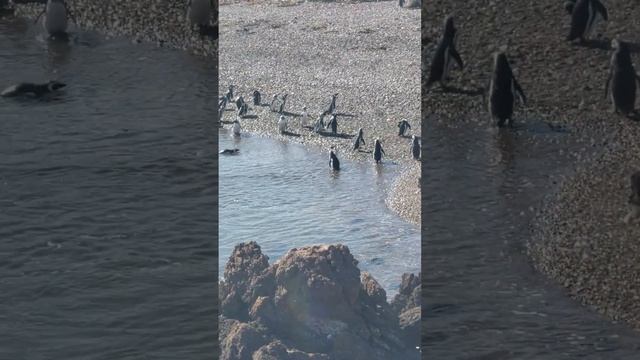 Пингвины любят друг друга в красивейшем месте Пунта Томбо. Аргентина.