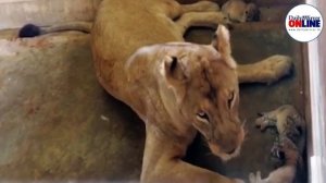 Three lion cubs born at Ridiyagama Safari Park