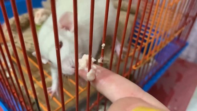 Крыски кушают пюре из индейки/крысы Дамбо дерутся за еду🤪