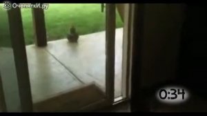Кошки самостоятельно открывают двери