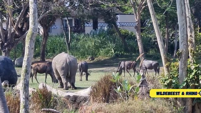 Breakfast with Lions - An Unforgettable Experience in Bali | Bali Travel Guide | Bali Tourist Place