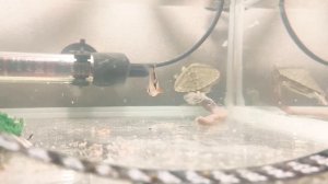 Живой корм для красноухой черепахи.