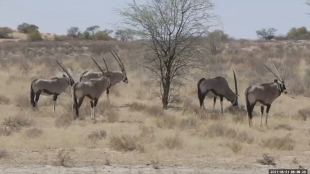 SRLS Virtual Programming - Let's Go On a Virtual Safari Tour!