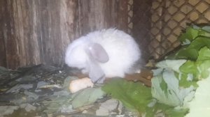 Кривошея у кроликов (о болезни) 🐰