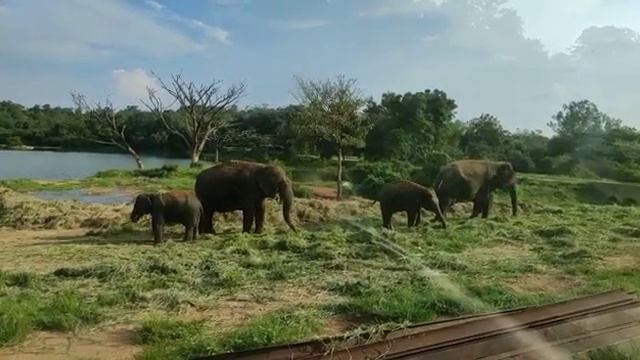 Elephant safari view смотреть онлайн
