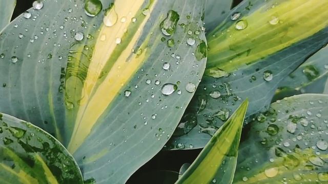 Цветы после дождечка...!!! смотреть онлайн