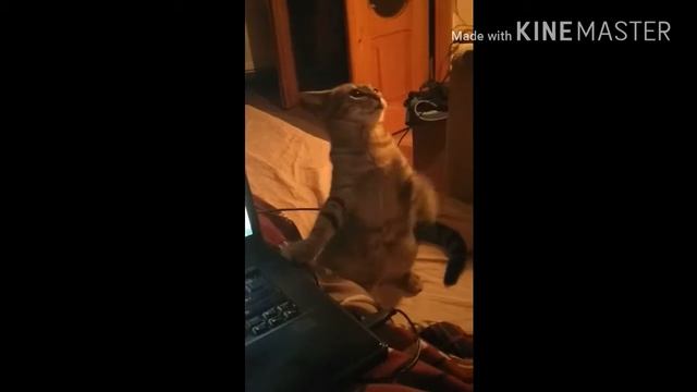 Кот танцует|витя смотреть онлайн