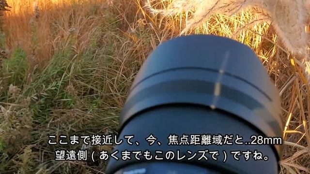 【晩秋のススキを】トキナーopera 16-28mm F2.8 FFで撮る！（動画No.449） смотреть онлайн