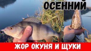 Много щуки и окуня в реке! Береговой спиннинг на реке осенью!