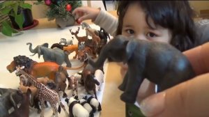 Schleich Safari My 3 Year Old Daughter Collection She Recognize a Lot of Animals