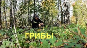 Грибы