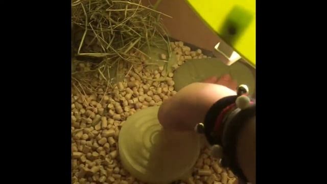 Уборка у моей черепахи 🐢. смотреть онлайн