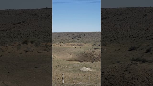 Страусы  в Аргентинской Патагонии.