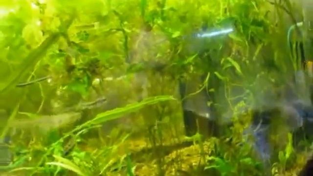 Cеминар с Сергеем Апрятиным - Алексей Ковалев смотреть онлайн