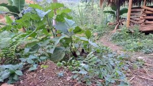 Brave & Living Off Grid - Night of Fear - Thieves Aim at My Farm - Danger lurks, Fight and Survive