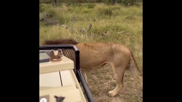 Mohawk Avoca Male Lion with Sons | 4 April 2024 смотреть онлайн