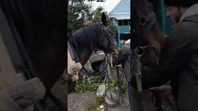 Приехали на рысаке до друга Конюха