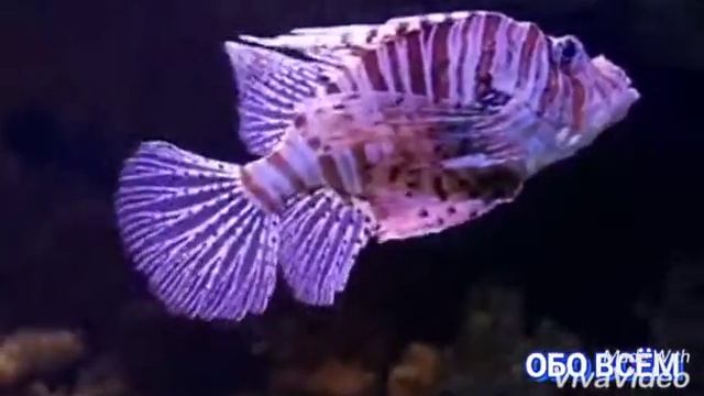 Открываются все двери перед вами, по воле Аллаха (Сура. Аль-Фатиха. Изучам суру смотреть онлайн