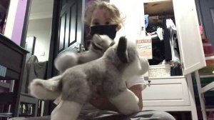 New arrivals blue and his little brother in training the little one is in training #essa #dog