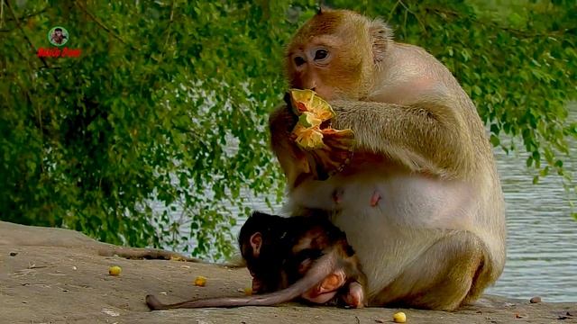 WOW, curious cutie baby is so brave and courageous | Not a week but walk strongly | #makeupdream смотреть онлайн