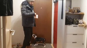 как приучить щенка не бежать в дверь