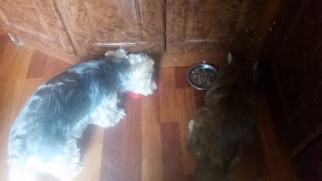 Клёпа и Кира смотреть онлайн