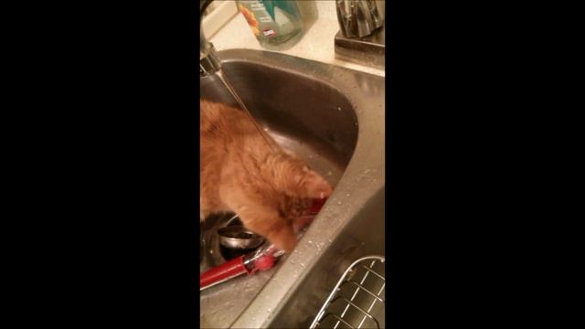 Водопой с принятием ванны! смотреть онлайн