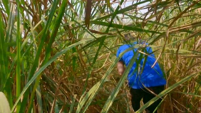 RHINO ENCOUNTER | WALKING JUNGLE SAFARI CHITWAN NATIONAL PARK смотреть онлайн