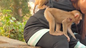 New Abandoned Call Samuel's Brave Battle: Monkey Injured Hand in Dog Attack Finds Hope