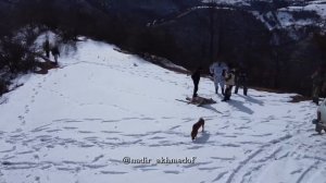 Волк, который "нагонял на всех страх"