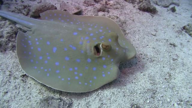 Red Sea 2010 - Deep South Safari смотреть онлайн