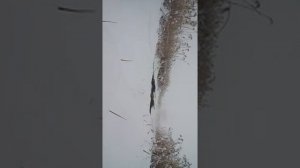 Нива на каме 219