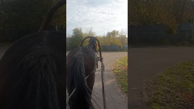 Проверяем хомут в ходу рысаку