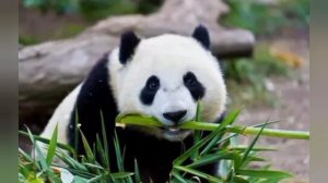 панда🐼