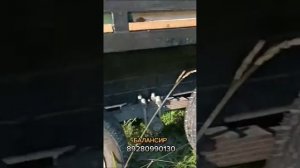 Прицеп Балансир