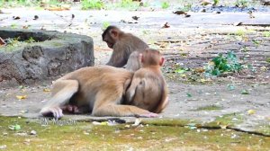 Best in the best...Baby monkey SARO is so brave that plays with mom SARIKA like this.