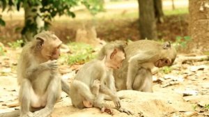 Funny! Brave Monkey vs Snake, JANET, JULINA and Other Monkey trying to caught red Snake