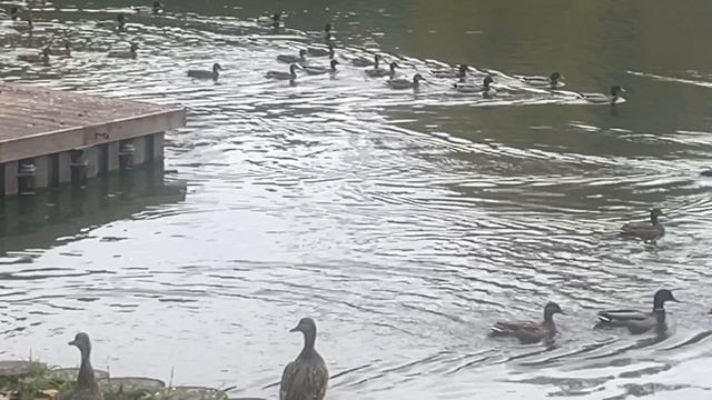 Уточки. Зеленоградск. Прекрасное озеро смотреть онлайн
