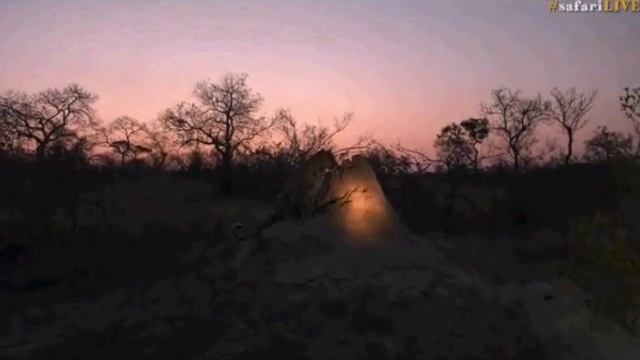 Pt 2 Safari Live's Sunset Safari Drive at 4:45 PM on Aug 16, 2017 ( Thamba ) смотреть онлайн