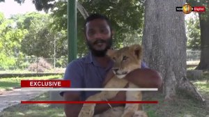 Public to view an African lion cub born at Ridiyagama Safari Park