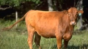 OLD McDONALD HAD A FARM