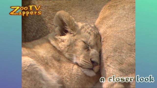 Zoo Safari - Sleepy Lion family & cubs - leeuw & welpen #05 смотреть онлайн