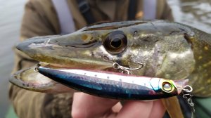 Осенний жор щуки.Рыбалка на спиннинг.Новый воблер затащил рыбалку.Много поклевок щуки на воблер.