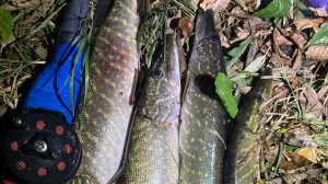 Подводная охота - щука