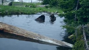 Образ жизни медведя Гризли